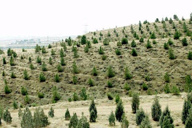 کاشت سالانه سه میلیون و ۵۰۰ هزار اصله درخت در قزوین