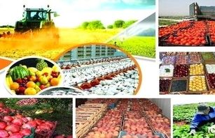 نرخ خرید تضمینی محصولات اساسی زراعی برای امسال اعلام شد
