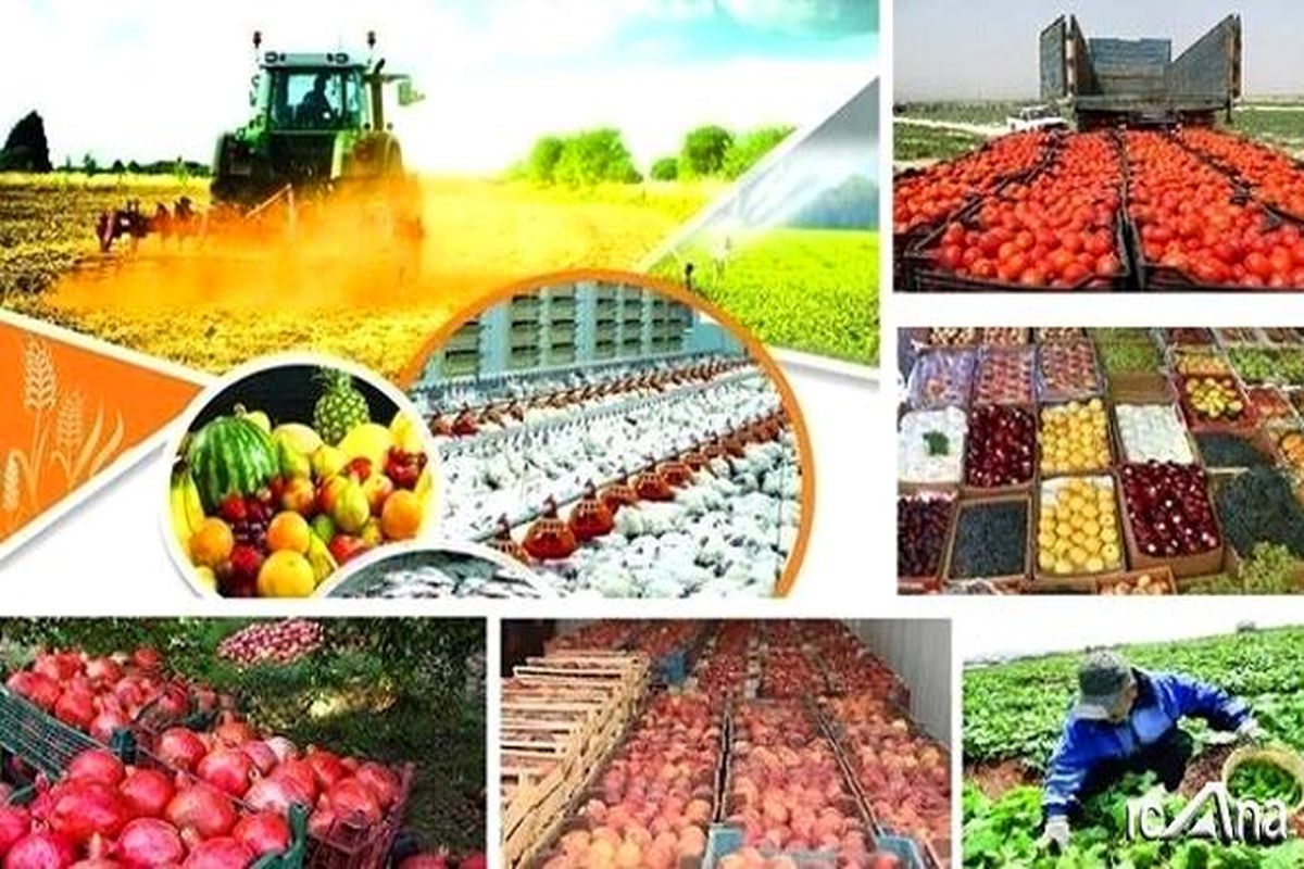 صادرات محصولات کشاورزی در سال گذشته ۶.۲ میلیارد دلار بود