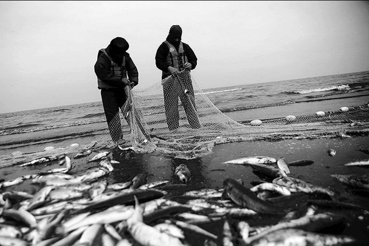 افزایش ۲۷ درصد صید ماهیان استخوانی در آب‌های استان گلستان