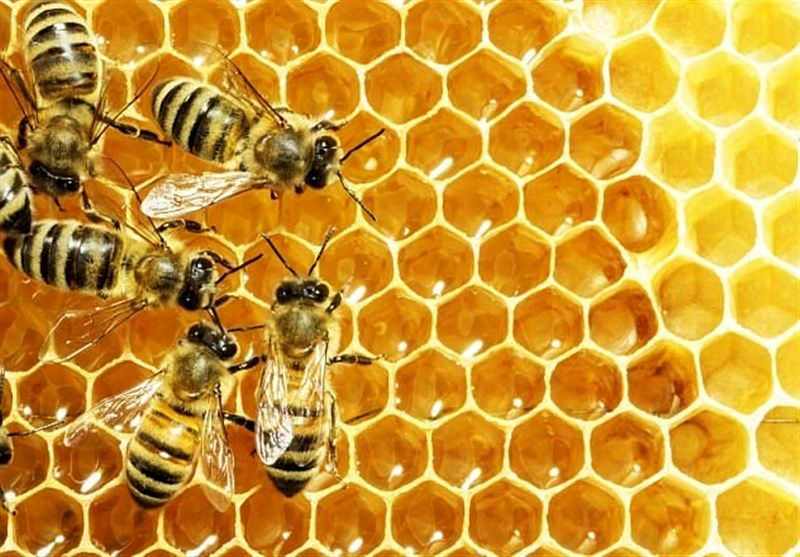 تولید 400 تنی عسل در سوادکوه