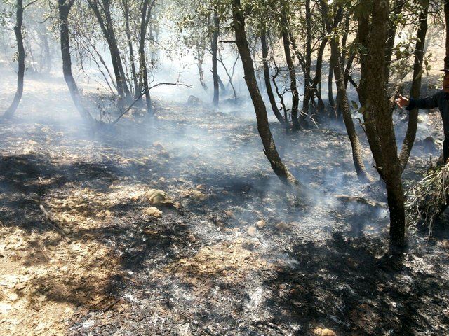 آتش سوزی در ارتفاعات گنو بندرعباس مهار شد