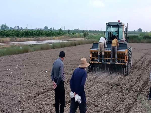 کشت بدون آب برنج در 2000 مترمربع مزارع ساری/ کاهش 50 درصدی مصرف آب