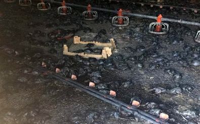 ۳۵هزار جوجه در آتش سوزی رامیان تلف شدند