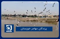 پرندگان مهاجر خوزستان