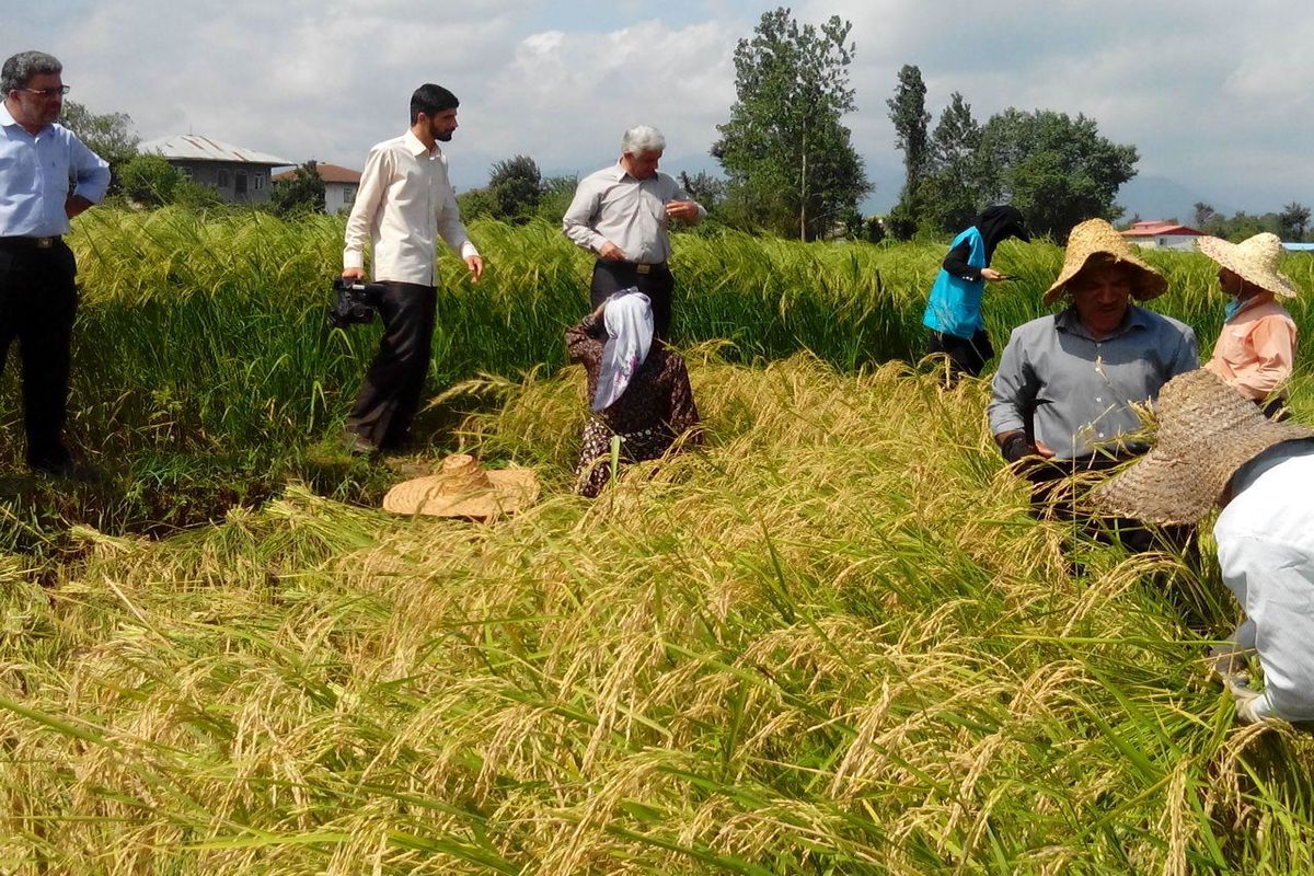 افزایش 8 درصدی در تولید برنج