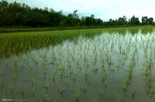 25 درصد مزارع برنج مازندران مکانیزه کشت می‌شود