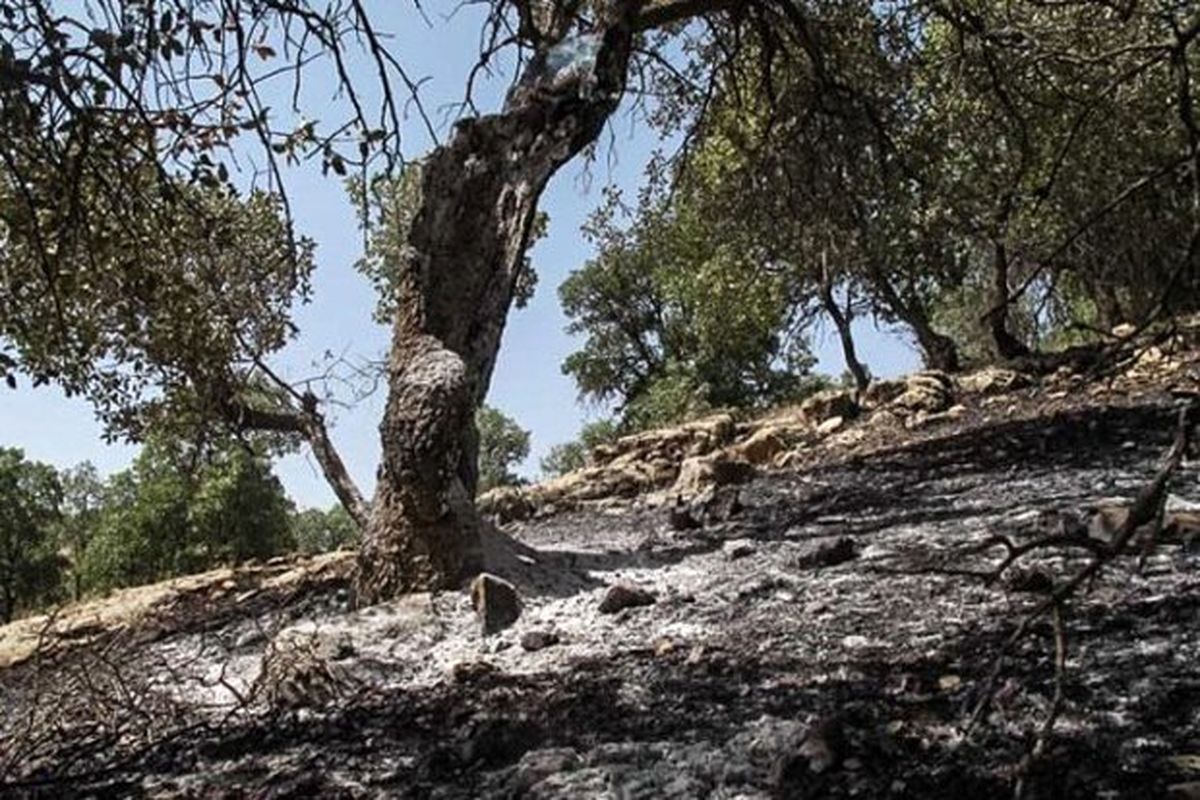 آتش سوزی پارک ملی گلستان مهار شد