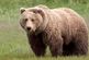 خطر انقراض خرس‌ ایرانی به واسطه دخالت انسان/آمار مشخصی از تعداد اندک باقیمانده گونه‌های خرس‌ها در دست نیست!