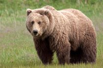 خطر انقراض خرس‌ ایرانی به واسطه دخالت انسان/آمار مشخصی از تعداد اندک باقیمانده گونه‌های خرس‌ها در دست نیست!
