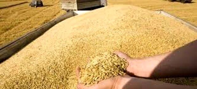 کشف 60 تن گندم احتکار شده در فلاورجان