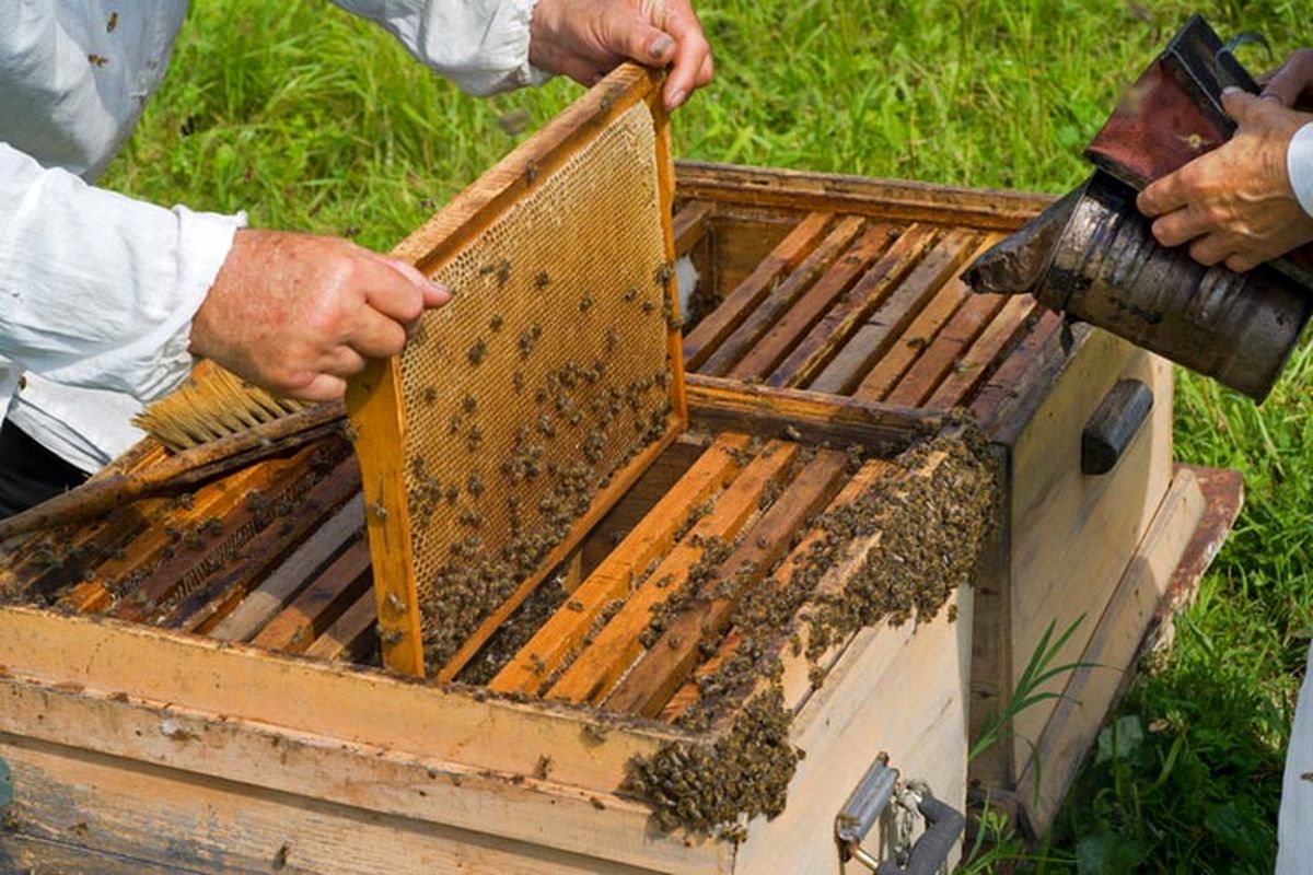 فعالیت بیش از 40 هزار کندوی زنبور عسل مدرن در مشگین شهر