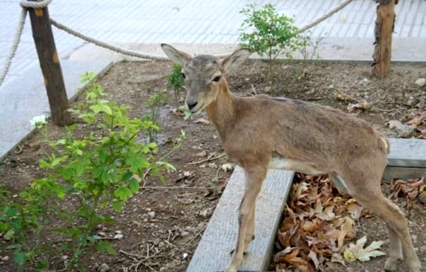 کشف یک میش وحشی زنده از یک متخلف شکار در شهرستان لنجان