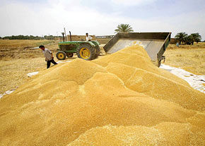 پیش بینی خرید ۱۰ میلیون تن گندم از کشاورزان کشور