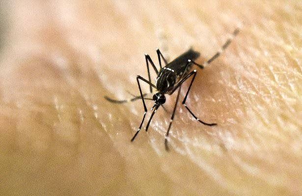 گوگل پشه‌های ناقل بیماری را منقرض می‌کند