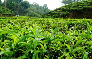  ۳۱ هزار و ۱۷۷ تُن برگ سبز چای از چایکاران شمال کشور خریداری شد