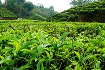 خرید تضمینی بیش از ۱۴ هزار تن برگ سبز چای