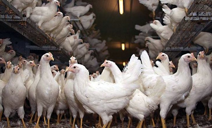 کشف  مرغ قاچاق به ارزش 520 میلیون ریال در فامنین