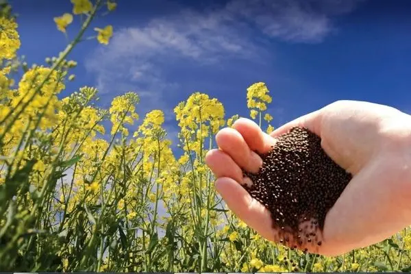 خرید تضمینی 170 تن دانه روغنی کلزا
