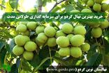 خرید بهترین نهال گردو اولین قدم برای سرمایه گذاری بلند مدت و سودآور