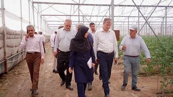 حاجی‌آباد ظرفیت بی‌نظیر تولید گردوی پکان و خرمای صادراتی دارد