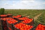 کشت گوجه فرنگی در سطح ۵۸۰۰ هکتار از مزارع کشاورزی استان قزوین