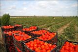 کشت گوجه فرنگی در سطح ۵۸۰۰ هکتار از مزارع کشاورزی استان قزوین