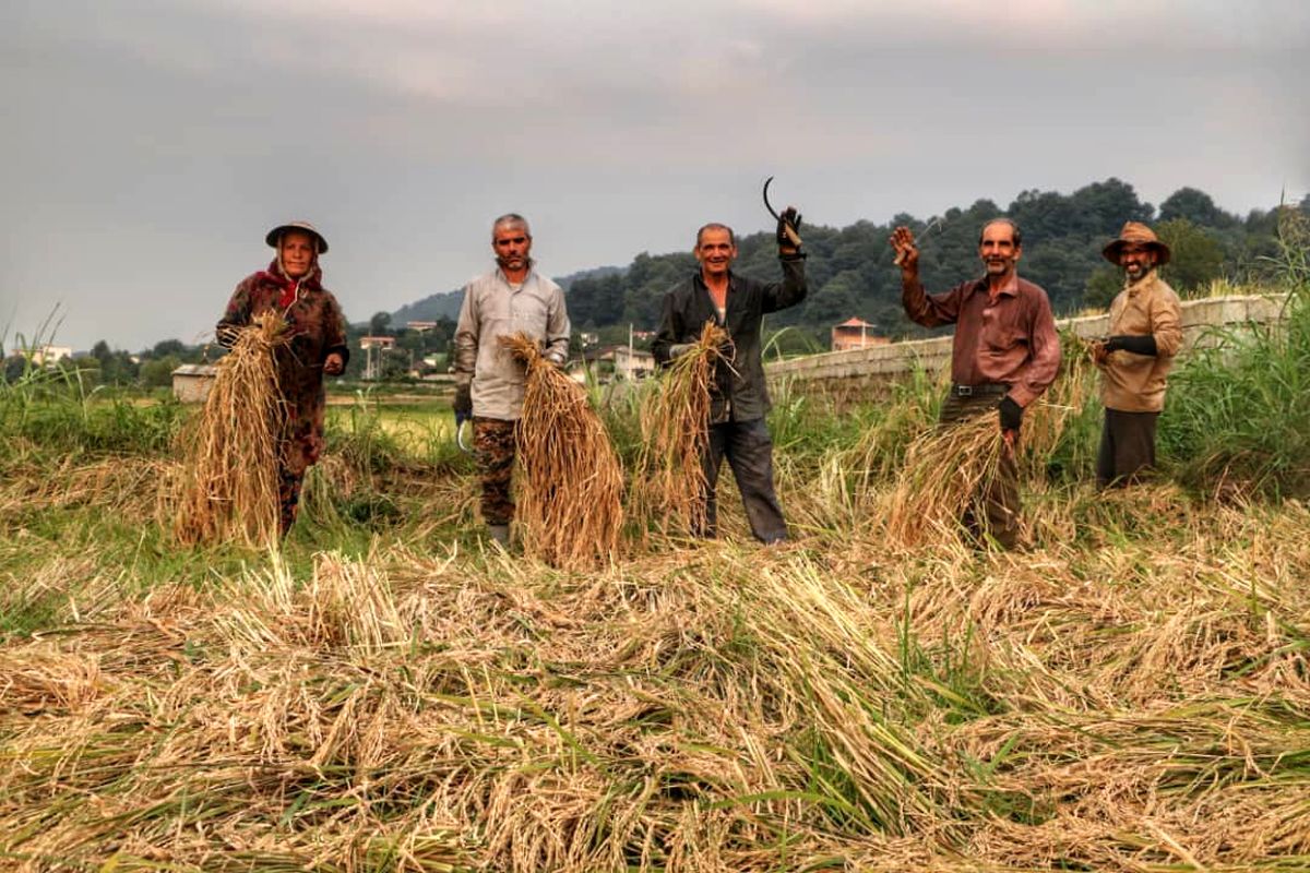 برداشت برنج در 95 درصد شالیزارهای آمل
