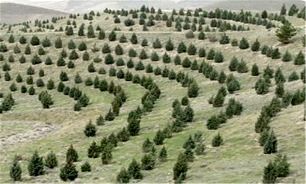 طرح توسعه 50هزار هکتار جنگل کاری کمربند سبز پیرامون شهر تهران سال آینده تکمیل می‌شود