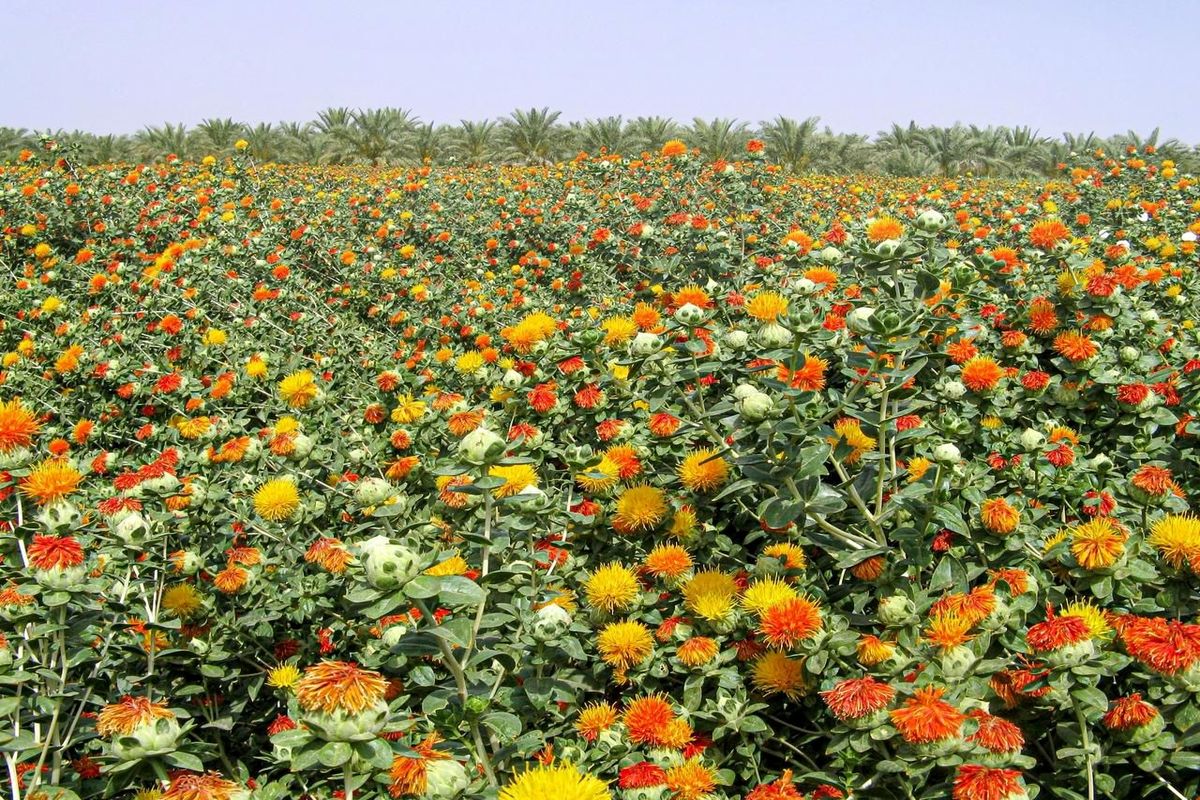 برداشت گلرنگ از مزارع کشاورزی شهرستان دشتیاری 