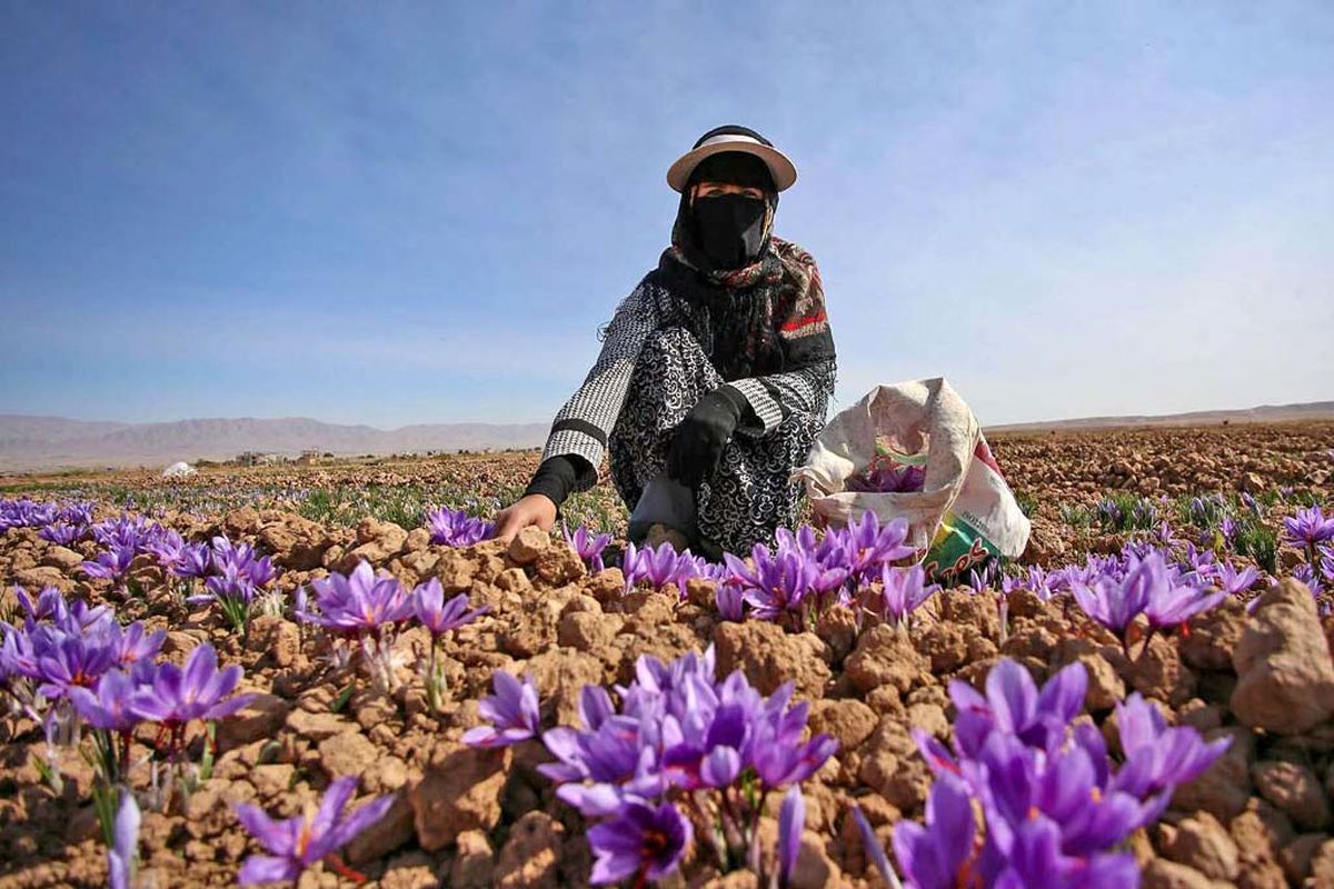 خراسان رضوی قطب تولید زعفران کشور