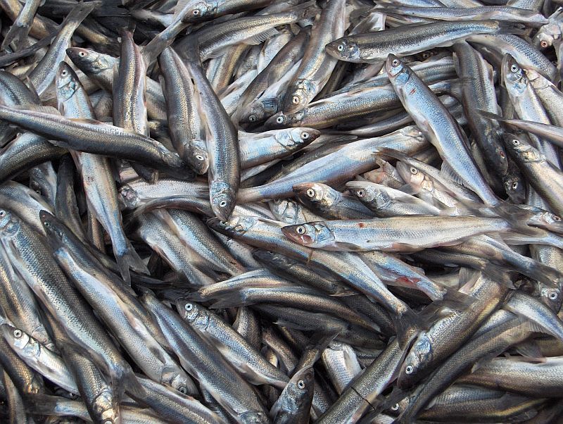 بیش از 3 هزار  تن انواع ماهی پیش‌بینی می شود در آذربایجان غربی صید شود