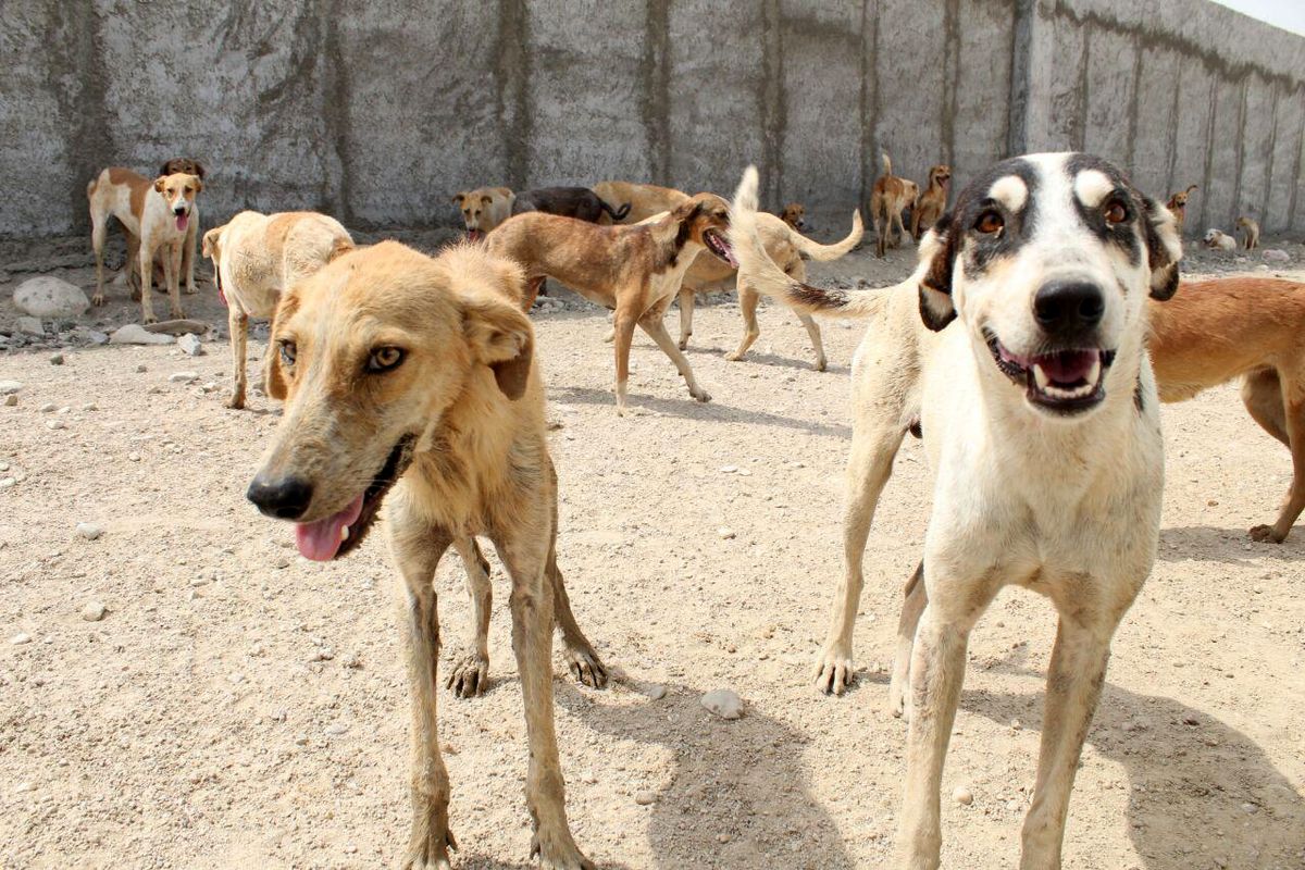 جمع آوری 100 قلاده سگ در یک‌ماه گذشته از محیط انسانی قشم 