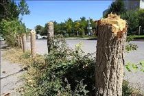 ارجاع پرونده تخلف قطع درختان شهروند سنندجی به مراجع قضایی