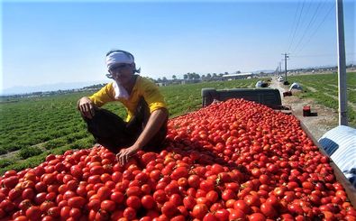 ممنوعیت صادرات علت افت شدید قیمت گوجه‌فرنگی/خشم کشاورزان مینابی از افت شدید قیمت گوجه فرنگی