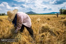 برداشت برنج در شالیزارهای گیلان