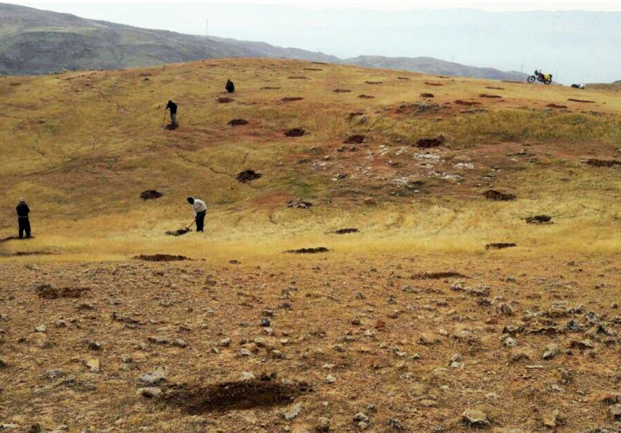 عملیات کپه کاری در مراتع قشلاقی شهرستان رومشکان آغاز شد