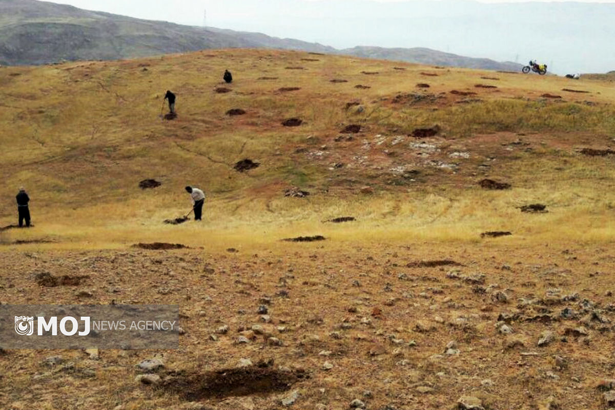 عملیات کپه کاری در مراتع قشلاقی شهرستان رومشکان آغاز شد