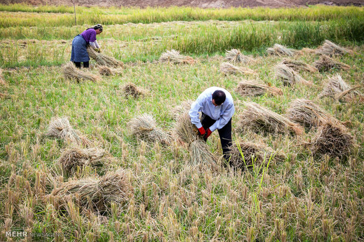 قرارگاه پرداخت خسارات خشکسالی کشاورزان تشکیل میشود/محصولات جایگزین کشت برنج معرفی میشوند