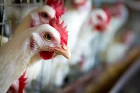 ۱۰ هزار قطعه مرغ تخمگذار به افغانستان صادر شد