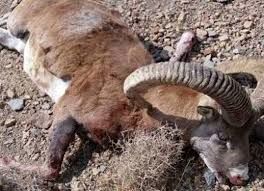 دستگیری  شکارچی غیر مجاز 3 قوچ وحشی در منطقه حفاظت شده کهیاز اردستان
