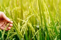 گیلان بزرگترین تولیدکننده ارقام بومی و با کیفیت برنج در کشور/خرید برنج مازاد برنجکاران در گیلان