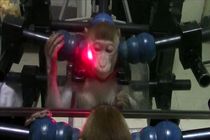 آموزش میمون ها برای تشخیص چهره خود در آینه