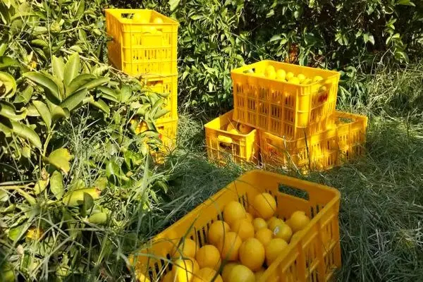 آغاز برداشت لیمو شیرین در قطب بی‌رقیب تولید کشور