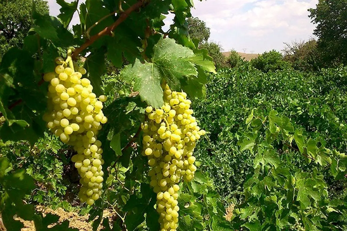 انگور