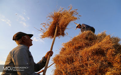 خرید تضمینی گندم از کشاورزان هرمزگان ادامه دارد/ تا کنون ۶ هزار و ۵۰۰ تن گندم خریداری شده است