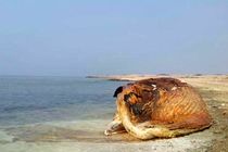 علت مرگ نهنگ 35 تنی در جزیره سیری نامشخص است