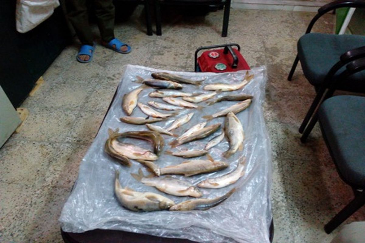دستگیری متخلفان صید غیر مجاز ماهی در فریدونشهر