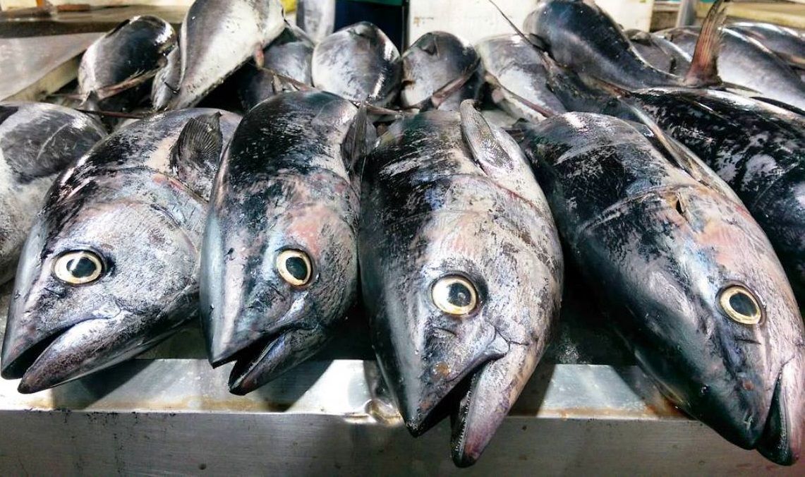 اجرای طرح توزیع ماهی دربندرلنگه