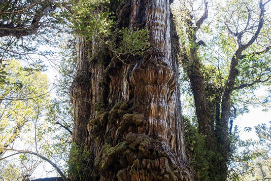 کهن ترین درخت جهان در شیلی پیدا شد